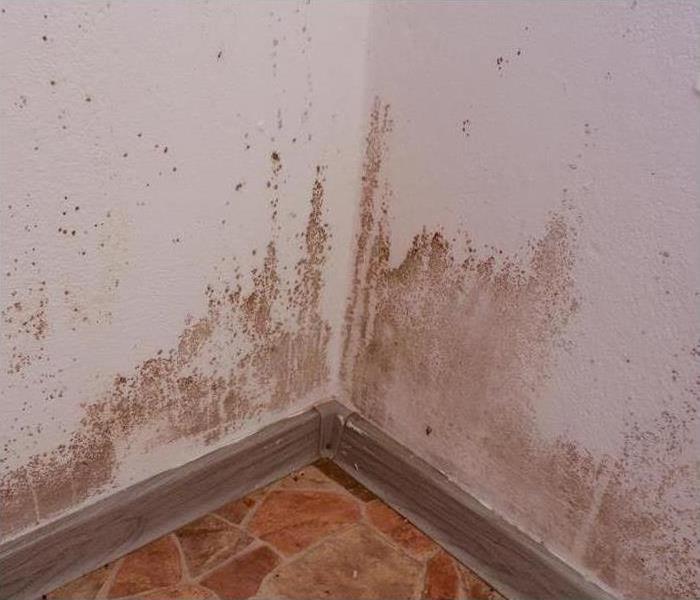 Mold on a wall. 