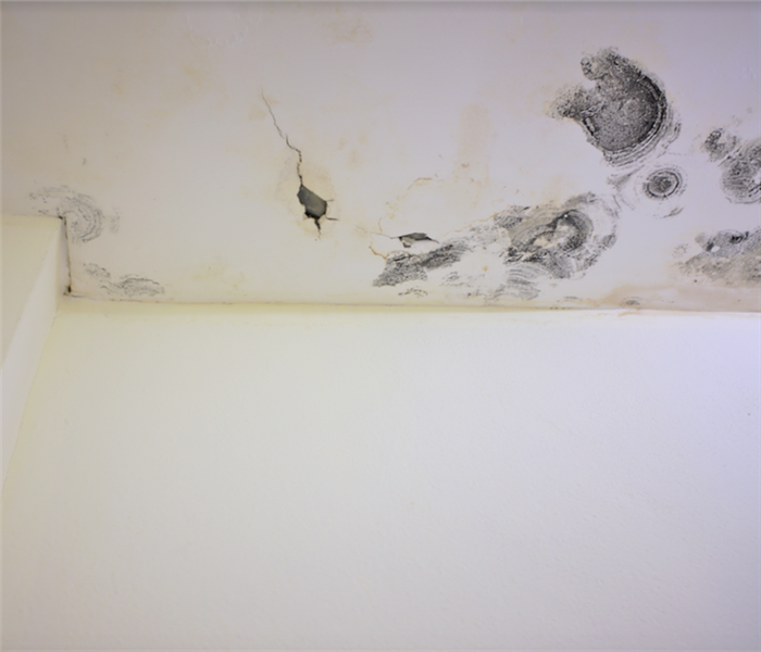 mold growing on the ceiling of a room
